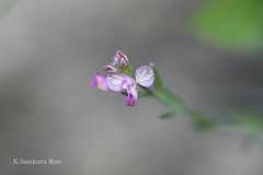 Polygala abyssinica